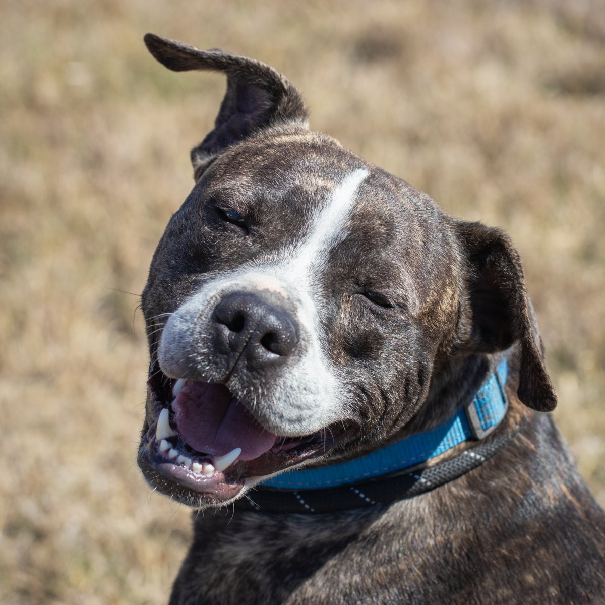 Orion, a brindle shelter dog, tilting his head with a big grin — photo by Dawn